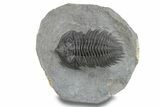 Rare Treveropyge Berbera Trilobite - Exceptional Specimen #255439-3